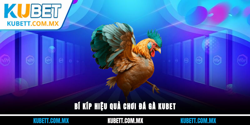 Bí kíp hiệu quả chơi đá gà KUBET