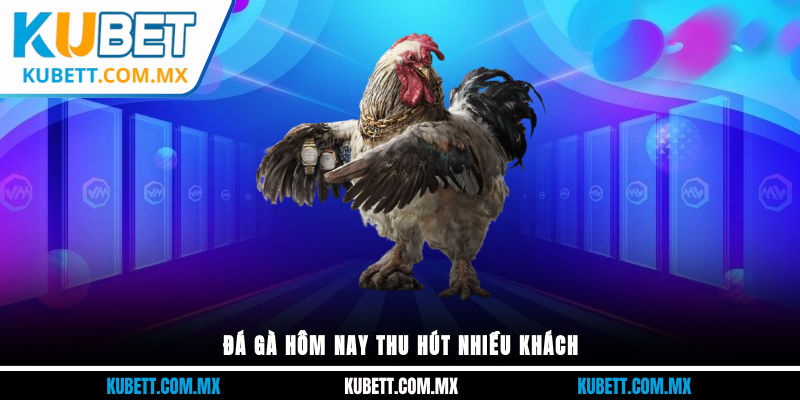 Đá gà hôm nay thu hút nhiều khách