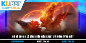 đá gà thomo có bình luận viên