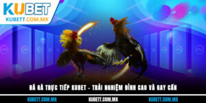 đá gà trực tiếp