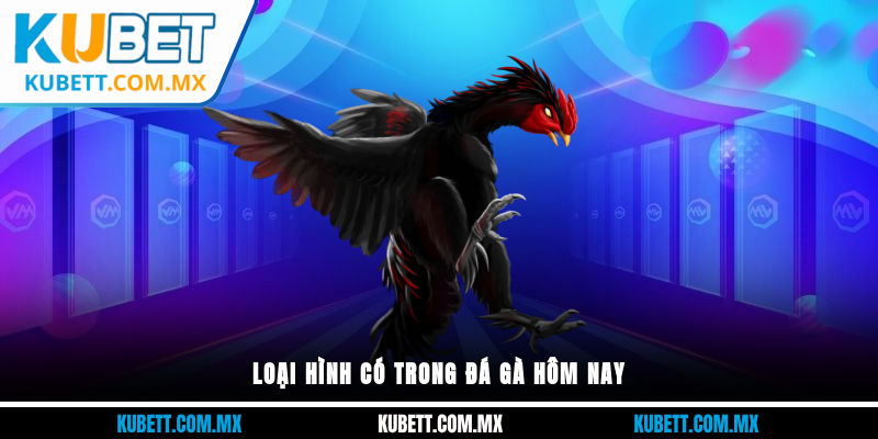 Loại hình có trong đá gà hôm nay