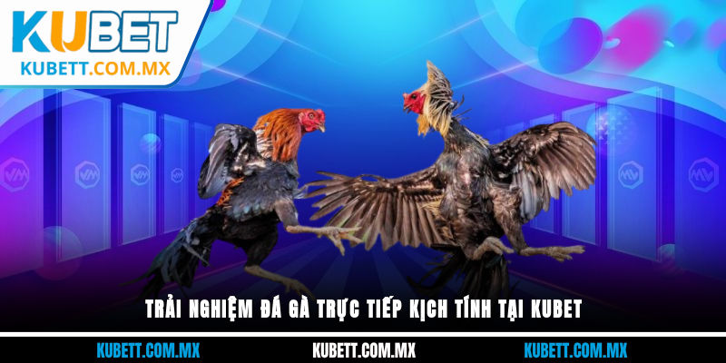 Trải nghiệm đá gà trực tiếp kịch tính tại Kubet